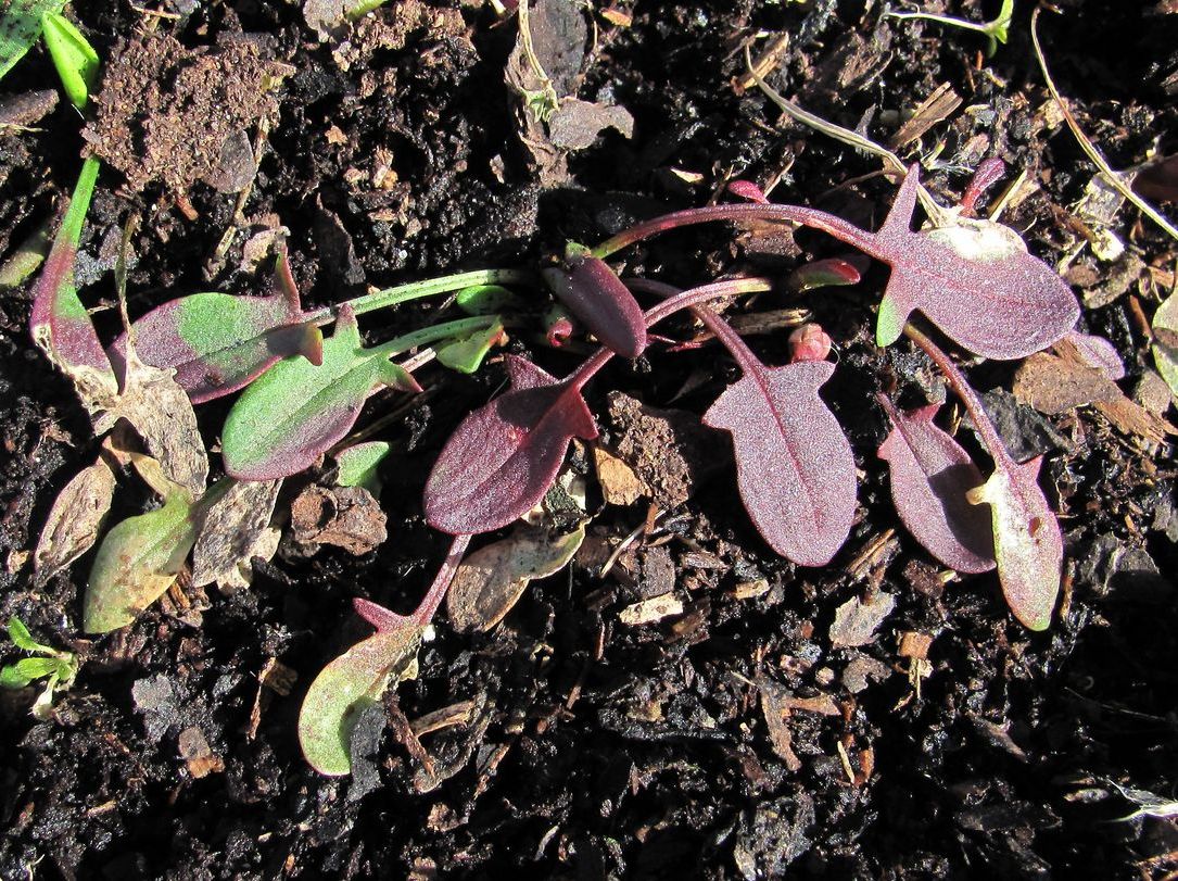 Image of Rumex acetosella specimen.