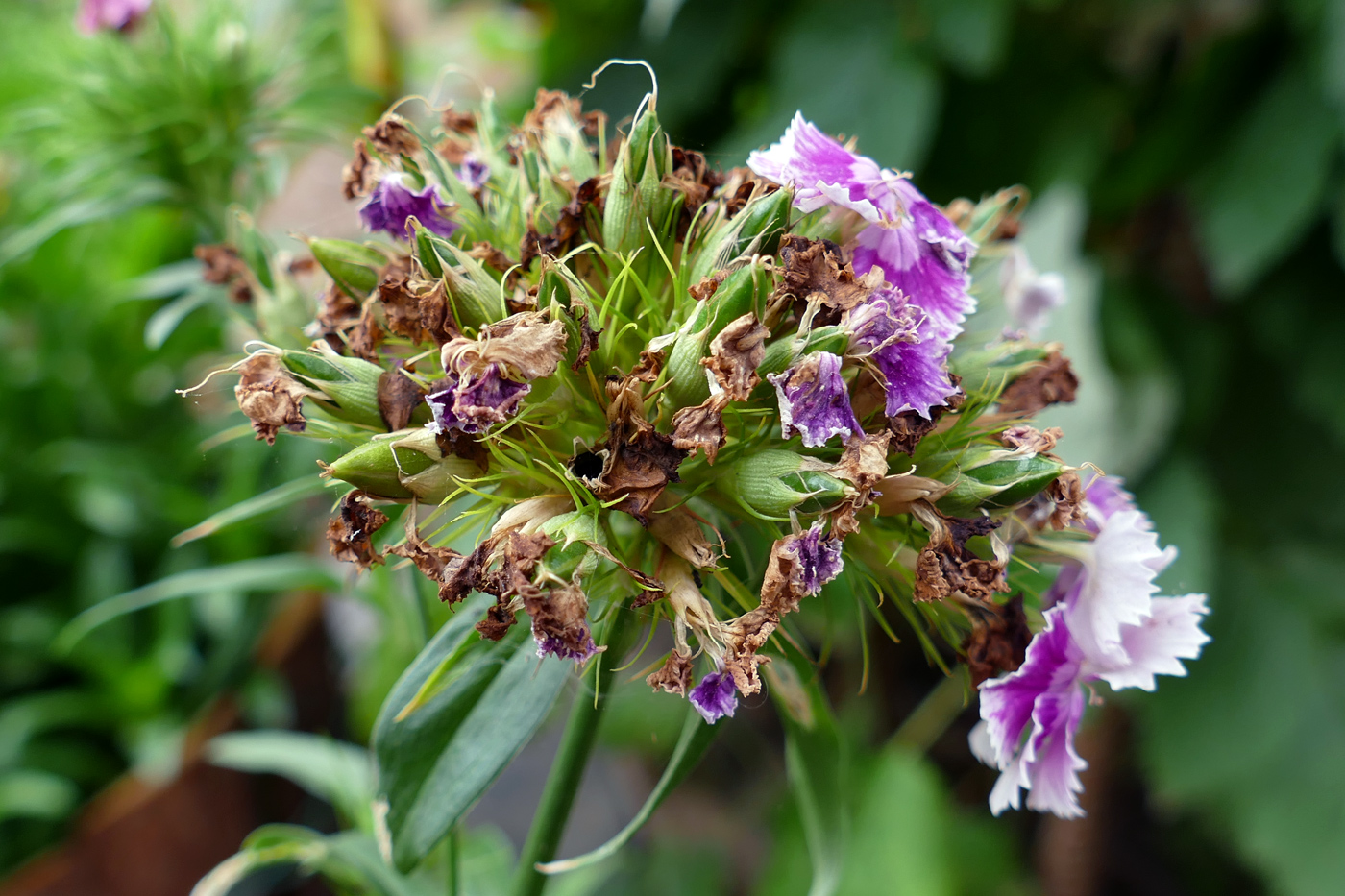 Image of Dianthus barbatus specimen.