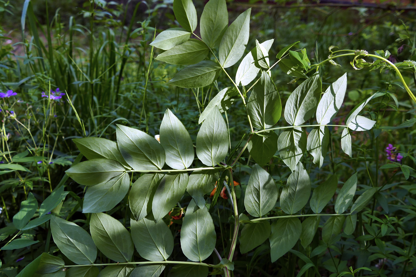 Изображение особи Lathyrus gmelinii.