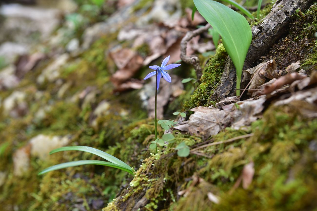 Изображение особи Scilla siberica.
