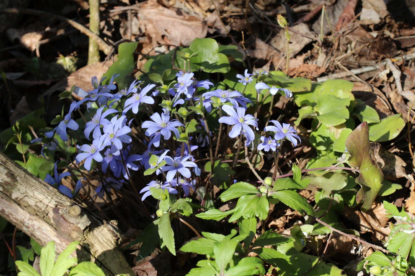 Image of Hepatica nobilis specimen.