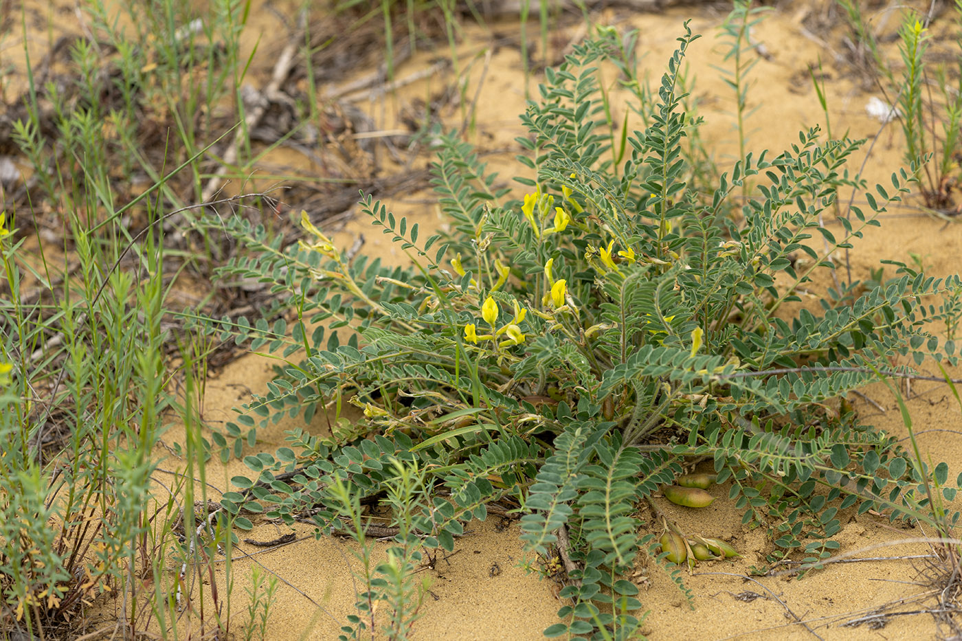 Image of Astragalus longipetalus specimen.