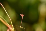 Geranium divaricatum. Плод. Астраханская обл., Камызякский р-н, окр. с. Нижнекалиновский, старый лоховый лес на заброшенных с/х чеках. 02.06.2026.