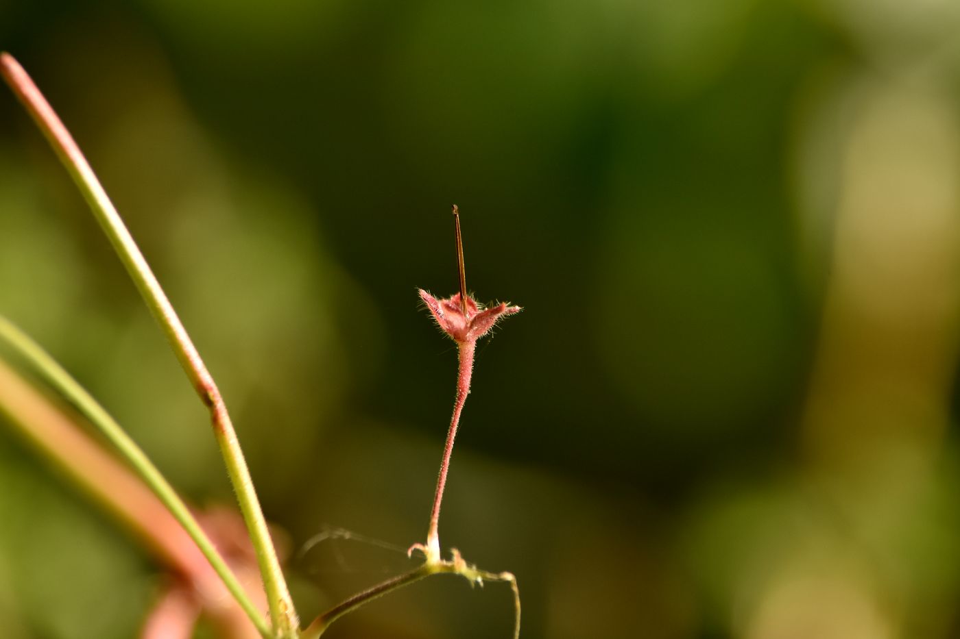 Image of Geranium divaricatum specimen.
