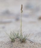 Festuca vorobievii. Цветущее растение. Приморский край, Лазовский р-н, Лазовский запов., берег бухты Просёлочная, песчаная морская терраса. 13.06.2026.