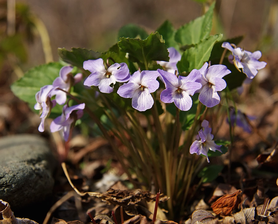 Image of Viola selkirkii specimen.