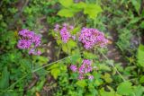 Silene compacta. Верхушка побега с соцветиями. Республика Адыгея, Майкопский р-н, к югу от станицы Абадзехская, левый берег р. Белая. 06.06.2026.