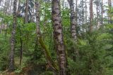 Betula pendula. Нижние части стволов взрослых деревьев поросшие мхом. Беларусь, Брестская обл., Каменецкий р-н, окр. дер. Бобинка, смешанный сосново-берёзовый лес. 02.07.2026.
