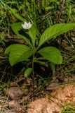 Trientalis europaea. Цветущее растение. Санкт-Петербург, Приморский р-н, заказник «Северное побережье Невской губы», дорожка в светлом смешанном лесу. 20.05.2026.