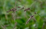 Echinochloa crus-galli. Соплодие. Тульская обл., Заокский р-н, окр. с. Дмитриевское, окраина поля. 07.09.2025.
