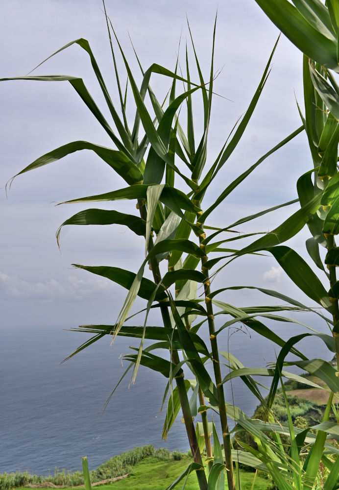 Изображение особи Arundo donax.