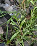 genus Myosotis. Цветущее растение. Карелия, г. Петрозаводск, берег Петрозаводской губы Онежского озера, между камнями. 07.06.2026.