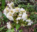 Helleborus niger