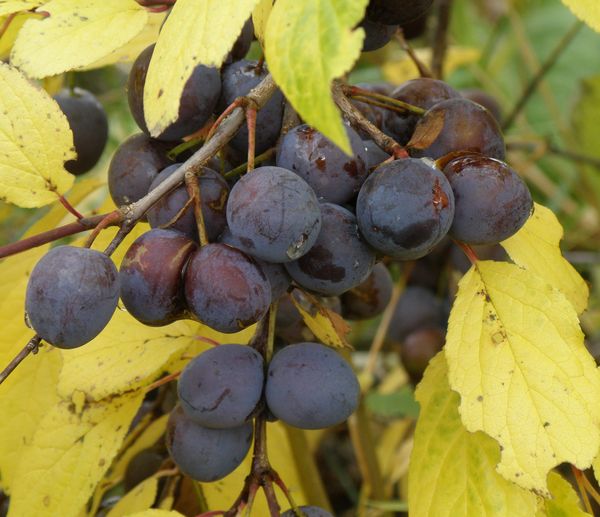 Изображение особи Prunus spinosa.