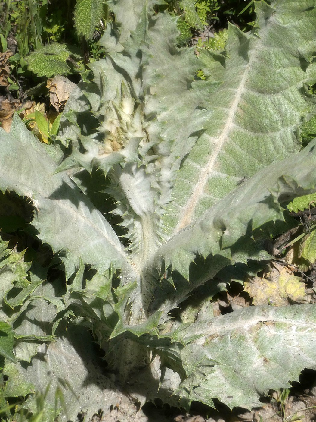 Image of Unknown species specimen.