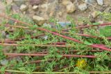 Hypericum scabrum. Части ветвей. Турция, ил Артвин, р-н Юсуфели, 450 м ниже дер. Гюльпынар, выс. 1520 м н.у.м., каменистый склон. 13 июня 2026 г.