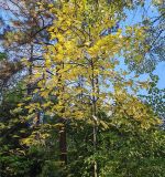 Asimina triloba. Растение в осенней окраске, на заднем фоне сосна (Pinus). Волгоград, Красноармейский р-н, дендрарий. 23.10.2026.