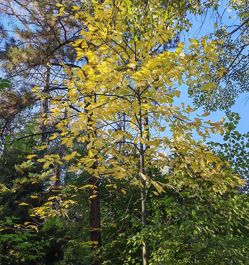 Изображение особи Asimina triloba.