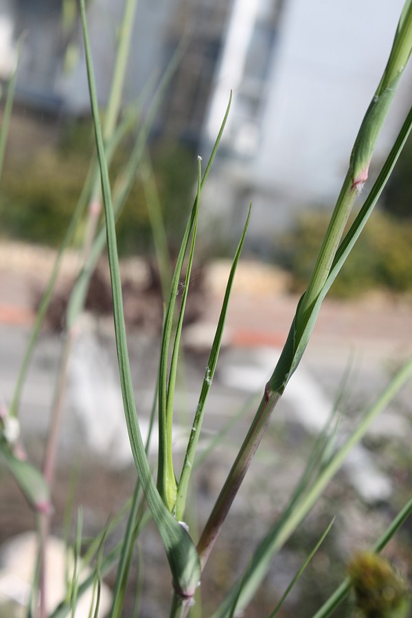 Image of Tragopogon porrifolius ssp. longirostris specimen.