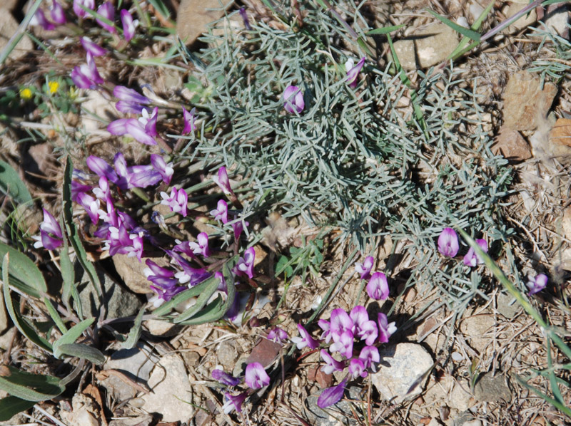 Изображение особи Astragalus subuliformis.