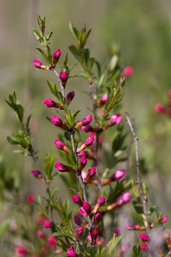 Изображение особи Amygdalus nana.