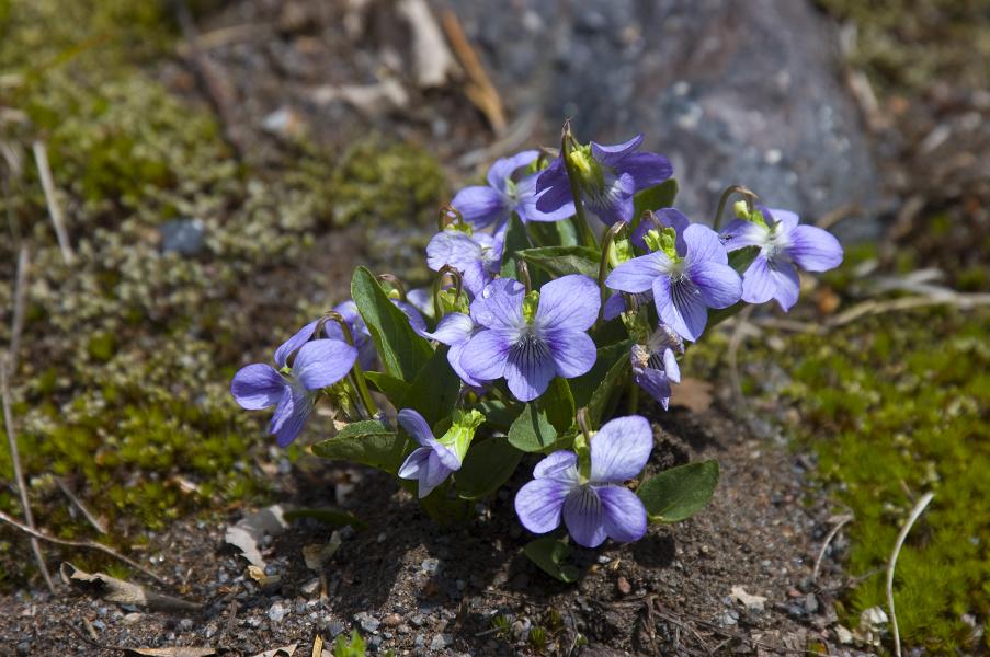 Изображение особи Viola rupestris.