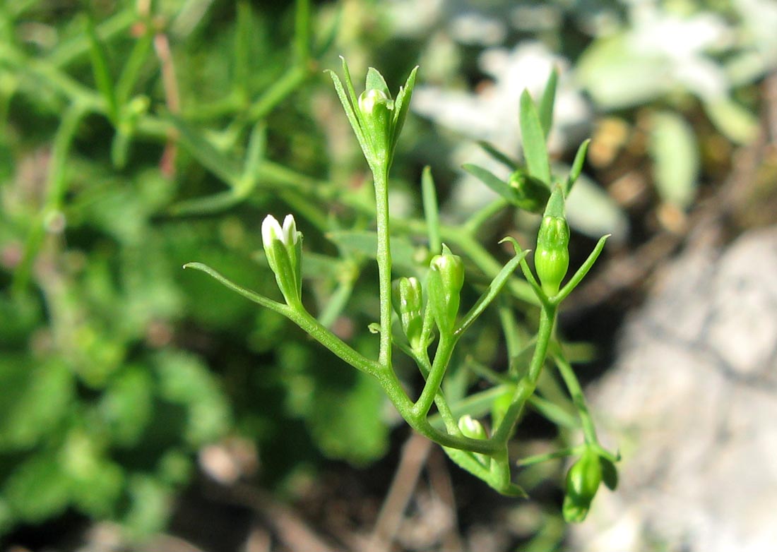 Image of Thesium ramosum specimen.