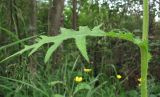 Cirsium × hybridum. Стеблевой лист. Архангельская обл., Вельский р-н, окр. пос. Усть-Шоноша, у просёлочной дороги. 12.07.2011.