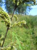 Urtica cannabina