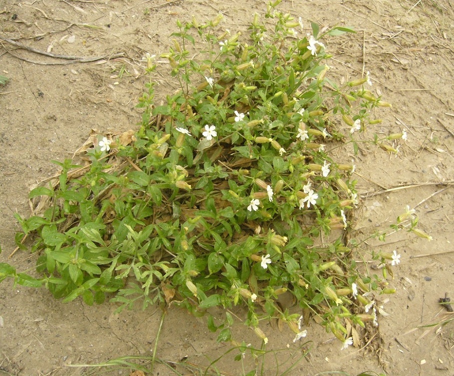 Изображение особи Melandrium latifolium.