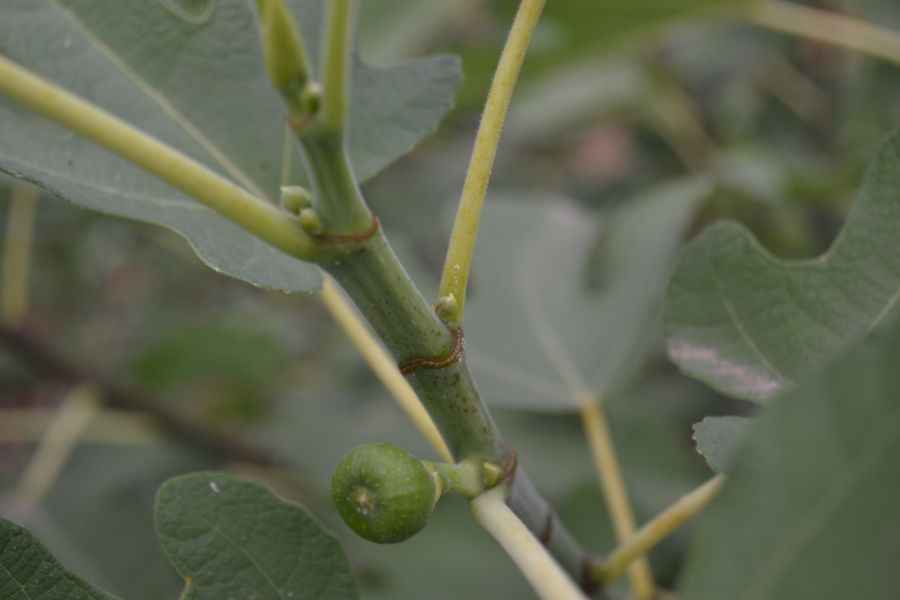 Изображение особи Ficus carica.