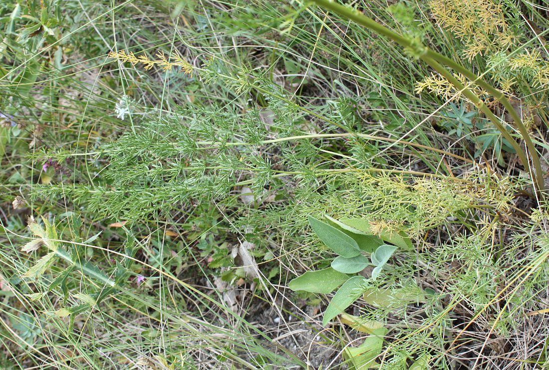 Image of Ferulago galbanifera var. brachyloba specimen.