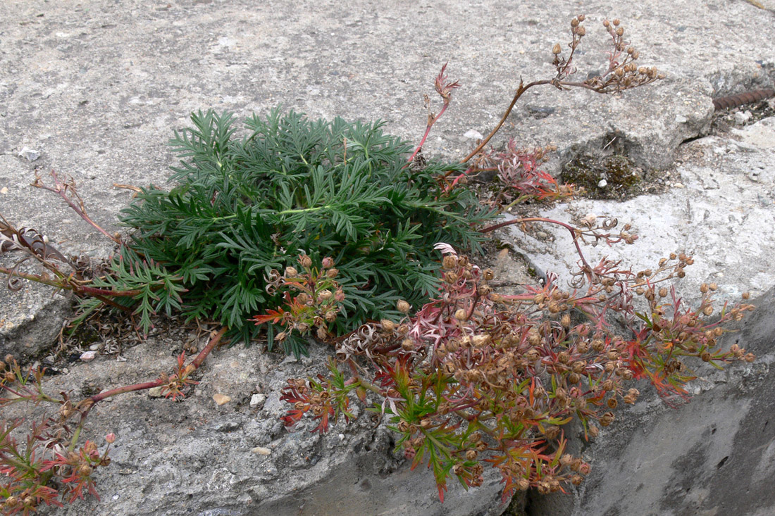 Изображение особи Potentilla tergemina.