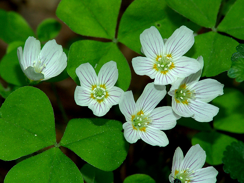 Изображение особи Oxalis acetosella.