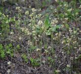 Arabidopsis thaliana