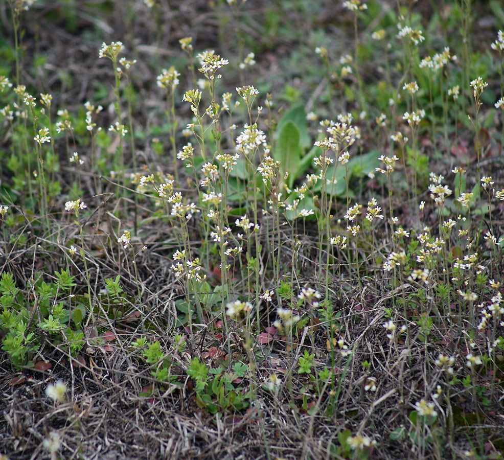 Изображение особи Arabidopsis thaliana.