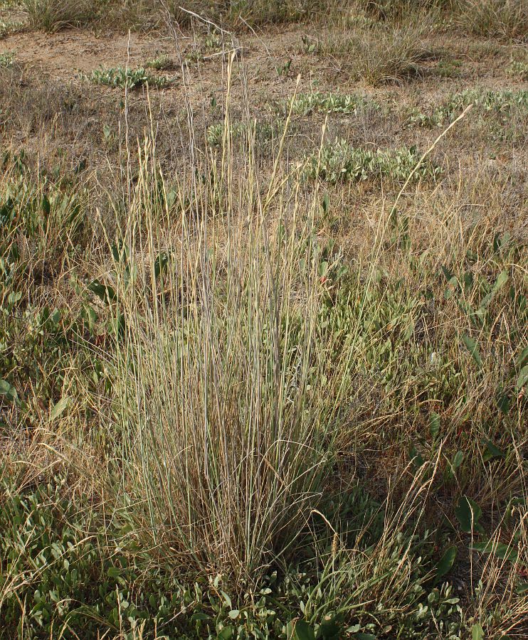 Image of Elytrigia obtusiflora specimen.