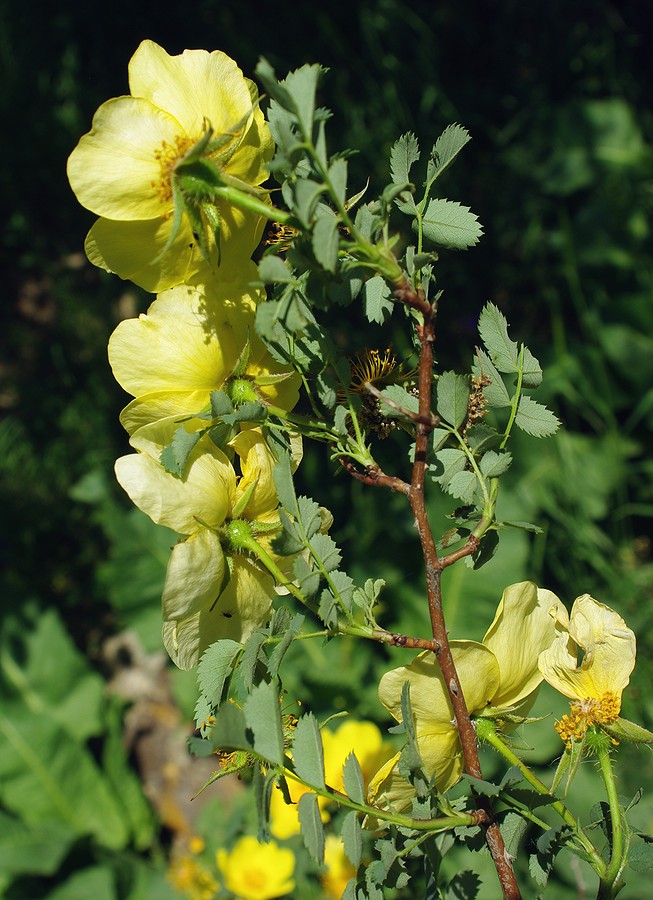 Image of Rosa platyacantha specimen.