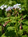 Geranium krylovii