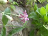 Silene pygmaea. Цветок. Кабардино-Балкария, Верхняя Балкария. 07.07.2009.