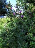 Cirsium vulgare