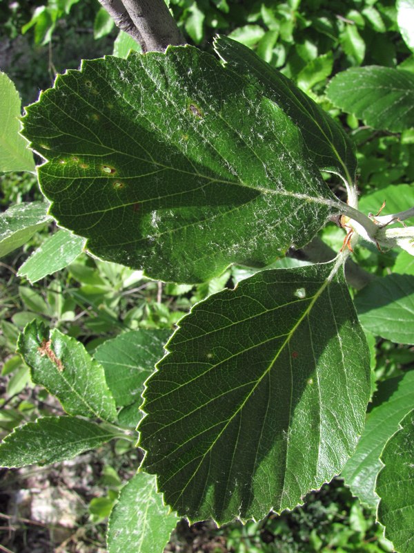 Изображение особи Sorbus taurica.