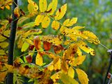 Sorbus aucuparia. Листья в осенней окраске. Москва, Кузьминский лесопарк. 31.08.2002.