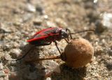 Tilia cordata. Опавший плод (питается клоп-солдатик Pyrrhocoris apterus). Краснодар, сад КГАУ. 14 сентября 2007 г.