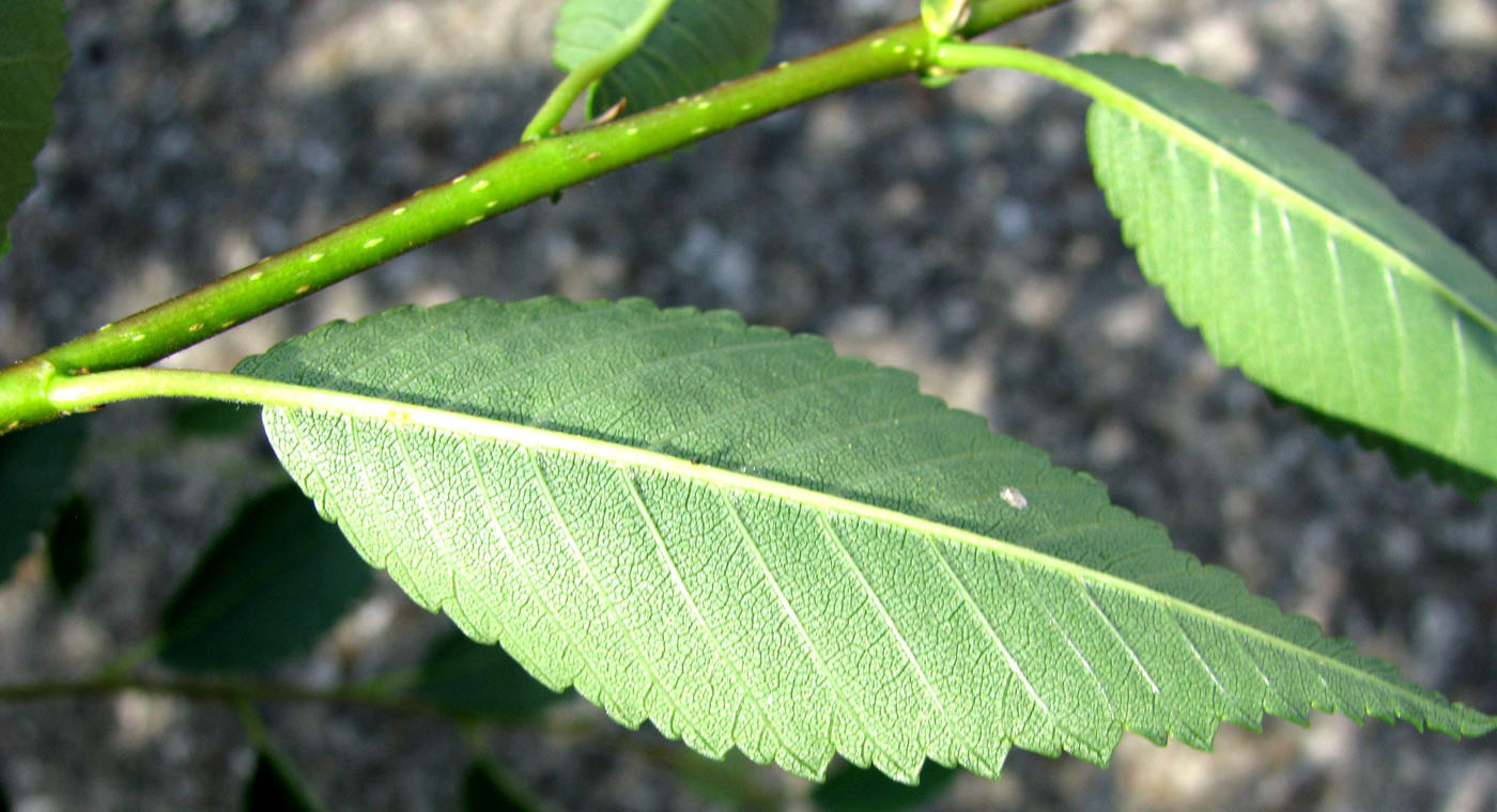 Изображение особи Ulmus pumila.