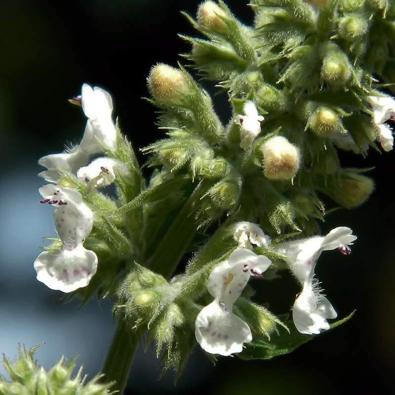 Изображение особи Nepeta cataria.