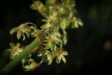 Rumex spinosus