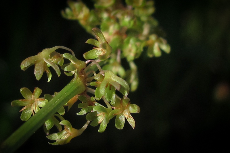 Изображение особи Rumex spinosus.