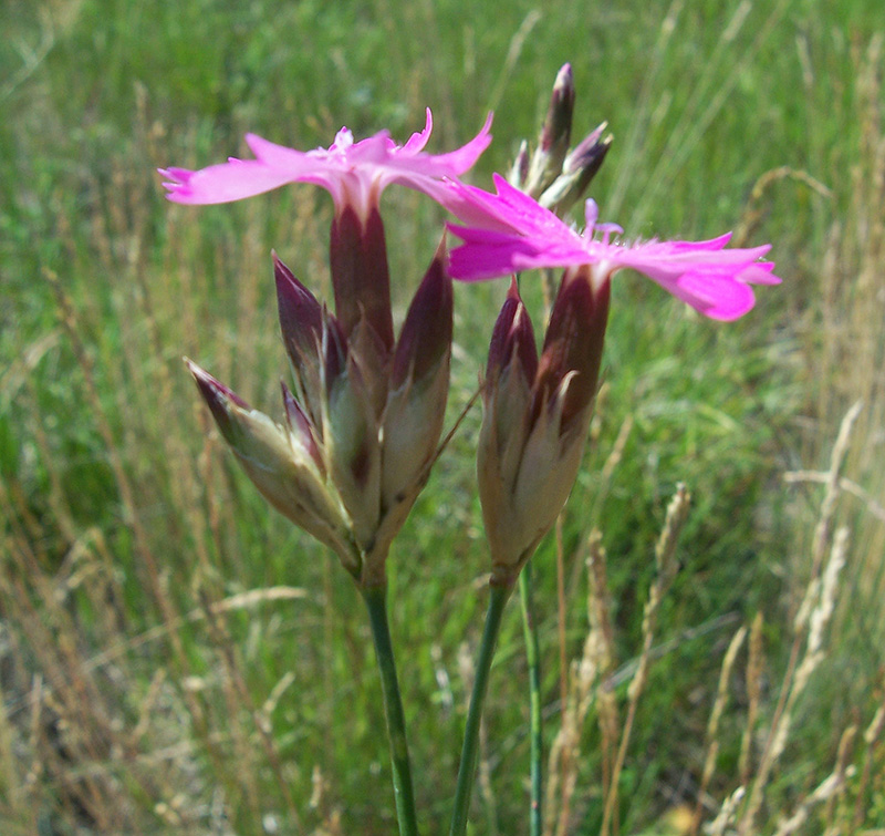 Изображение особи Dianthus borbasii.