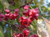 Euonymus maackii. Зрелые плоды. Приморский край, Спасский р-н, с. Хвалынка. 15.09.2009.